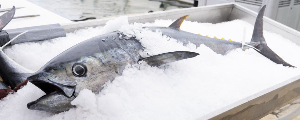 fish firm.jpg
